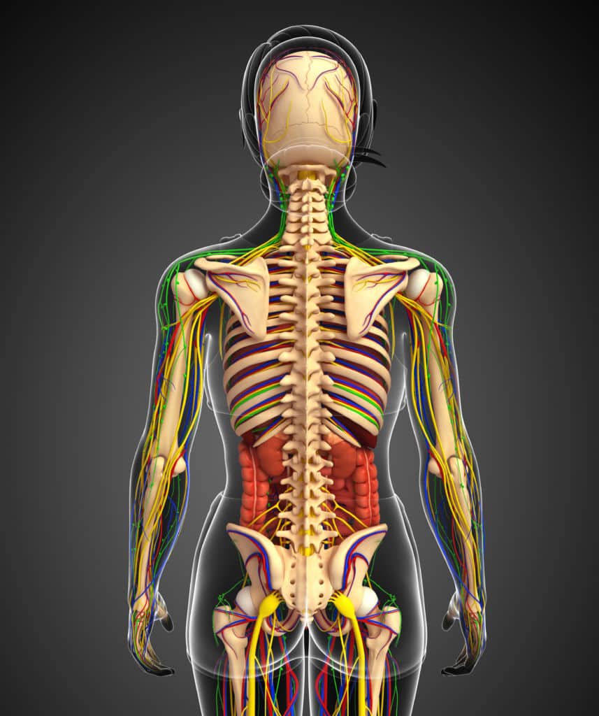 Boosting Your Immune System With Chiropractic Care | Grant Chiropractic